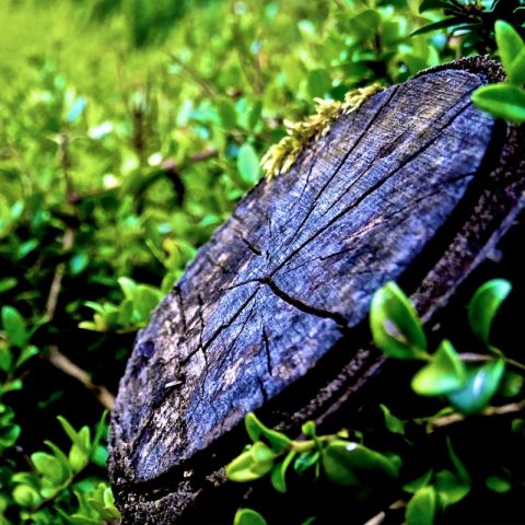 Image depicting the Service Tree Removal & Stump Grinding